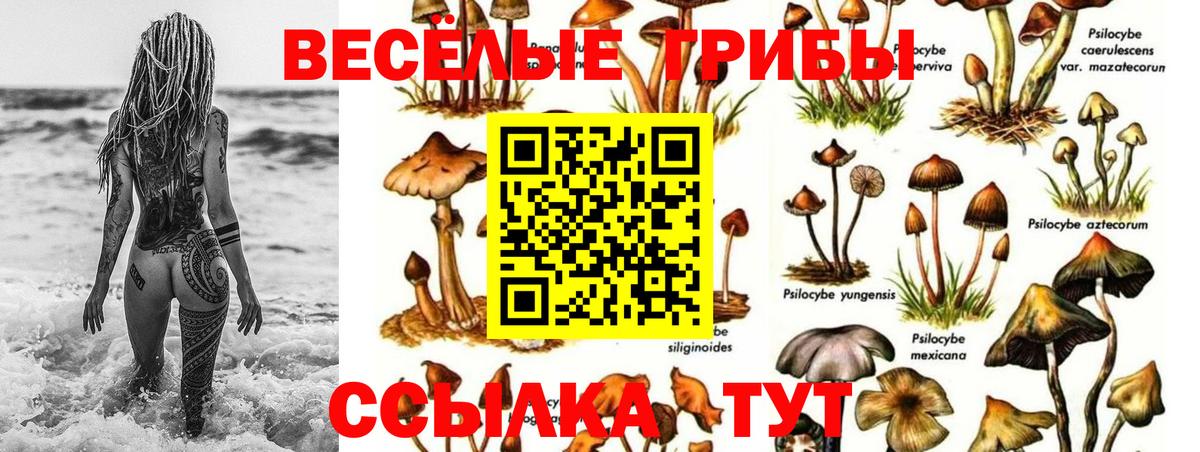 Псилоцибиновые грибы прущие грибы  Вход с VPN  Галлюциногенные грибы Psilocybe  Мирный 